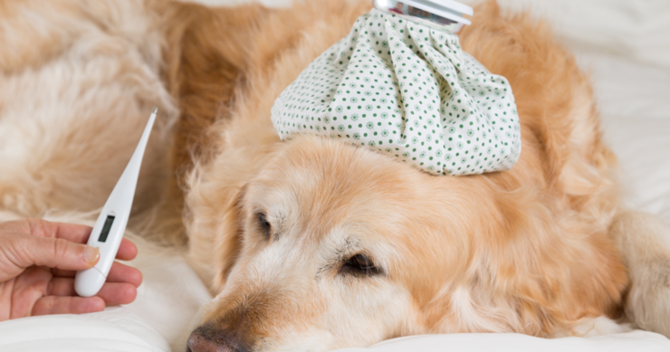 犬の真菌症（皮膚糸状菌症）とは？