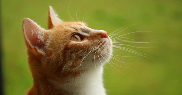 猫の真菌症（皮膚糸状菌症）とは？