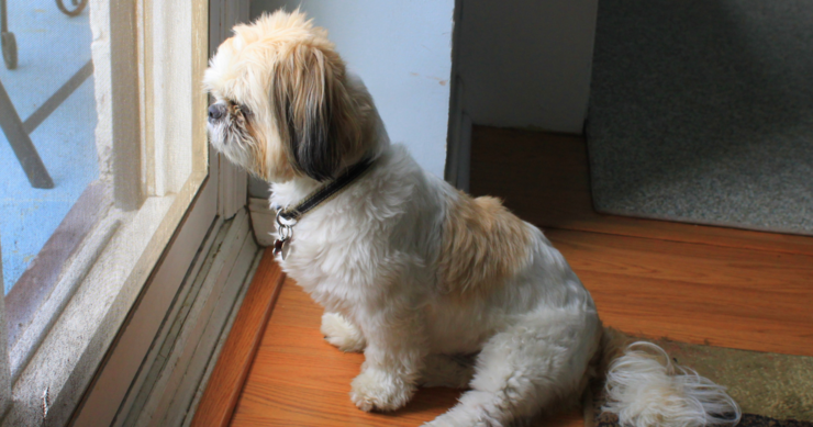 真菌症にかかった犬に見られる主な症状は３つ