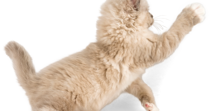 真菌症にかかった猫に見られる症状