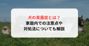 犬の真菌症とは？家庭内での注意点や対処法についても解説