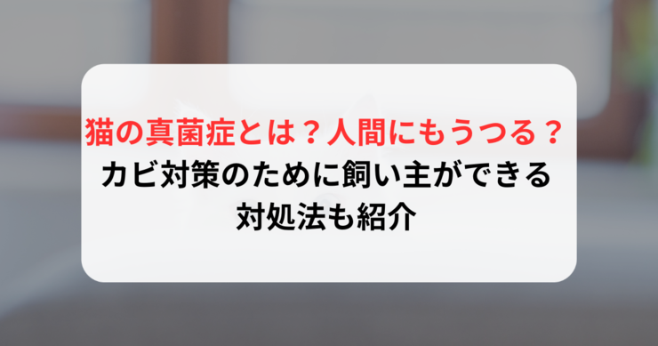 猫の真菌症とは？人間にもうつる？カビ対策のために飼い主ができる対処法も紹介