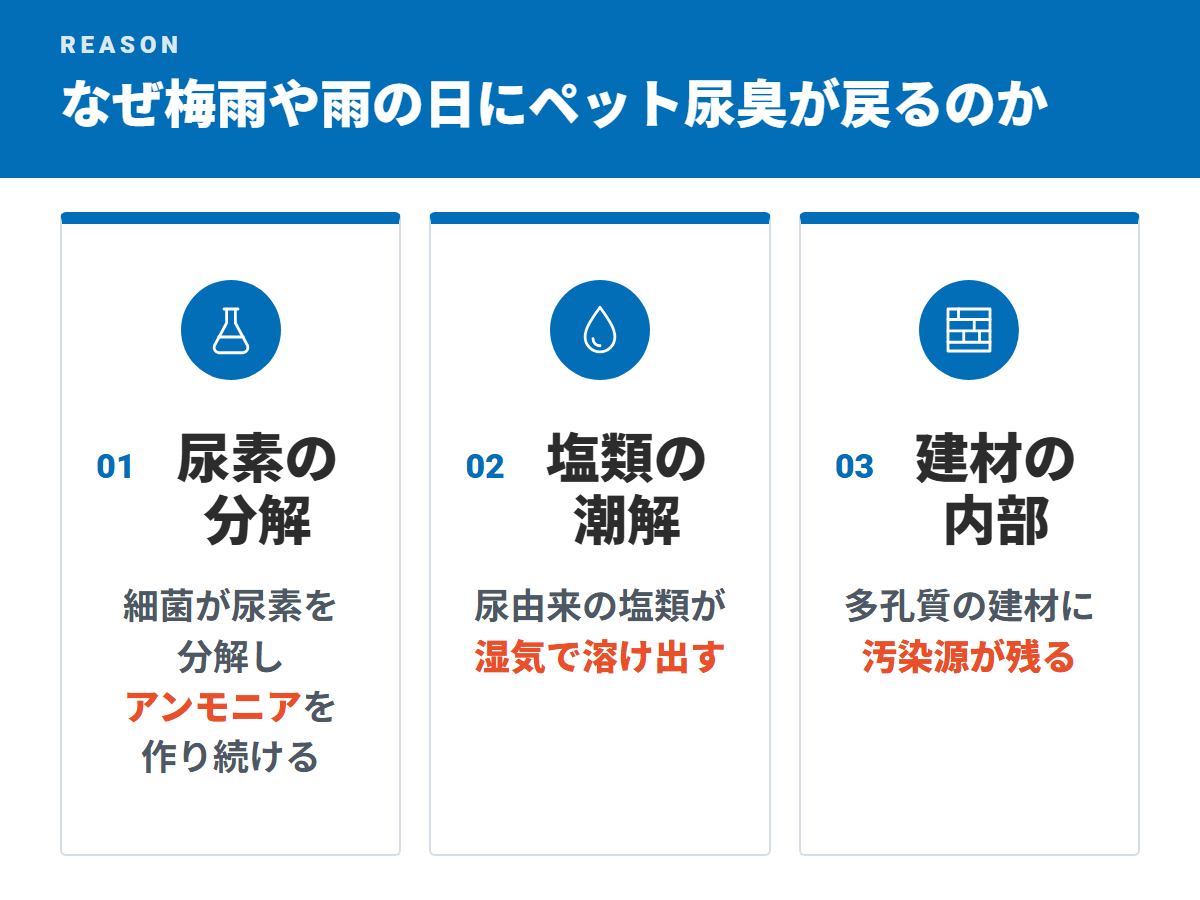 なぜ梅雨や雨の日にペット尿臭が戻るのか(尿素の分解・塩類の潮解・建材の内部)